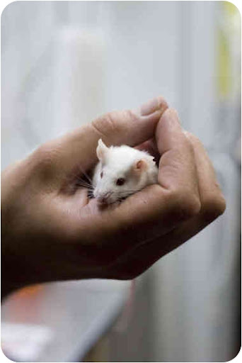 Mikey is an example of the millions of mice used in research. Sadly, most of the animal protection laws exclude the protection of mice like Mikey. Mikey is up for adoption in Brooklyn, N.Y. Mikey is an example of the millions of mice used in research. Sadly, most of the animal protection laws exclude the protection of mice like Mikey. Mikey is up for adoption in Brooklyn, N.Y.