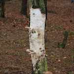 IMG_4975.JPG