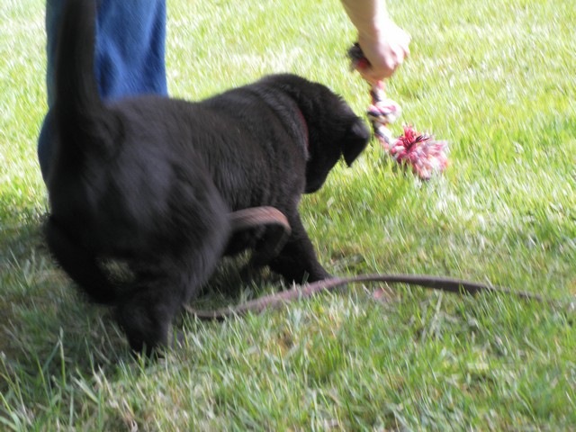 [puppy%252005%255B2%255D.jpg]