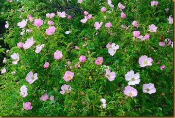 Rosa canina Rosa canina