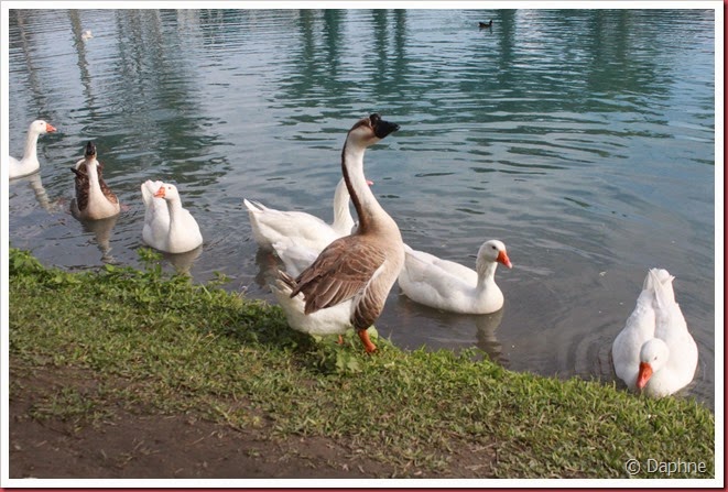 IMG_7013 IMG_7013