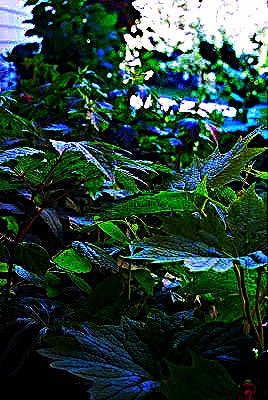 [DSC_0550%255B1%255D_edited-1%255B4%255D.jpg]