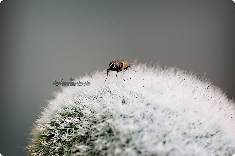 Fly Fly