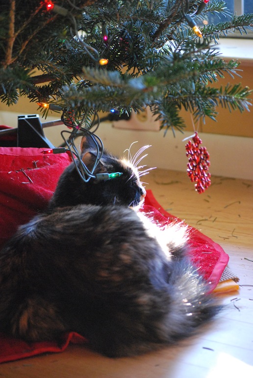 [Katie%2520and%2520tree%2520close%255B7%255D.jpg]