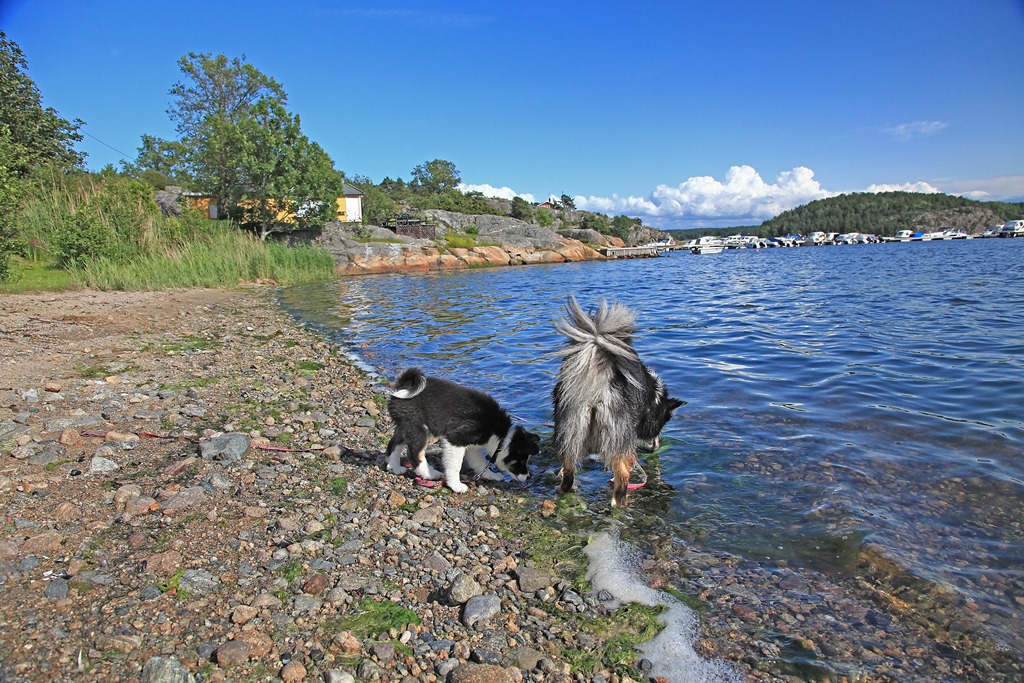 [Glenna-og-Dimma-p-stranda_180611_950%255B3%255D.jpg]