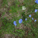 Chicory