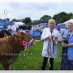 Cattle 010.jpg