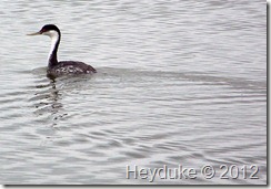 western grebe at tule lake