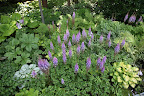 A purple July