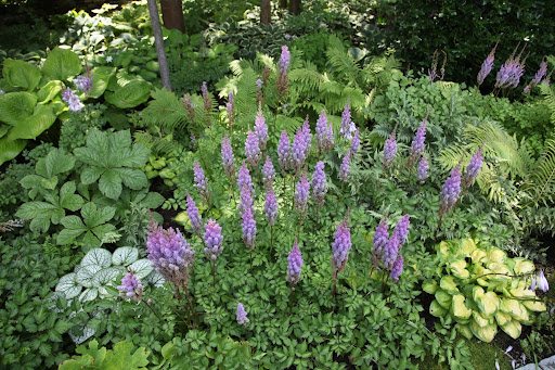 Sharkey, look at those amazing purple blooms in the shade garden.
