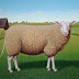 Object: 21274 - Oostfries Melkschaap - 28 x 37 cm - € 7750.=