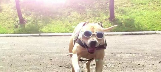 [tret-super-dog-parkour%255B3%255D.jpg]