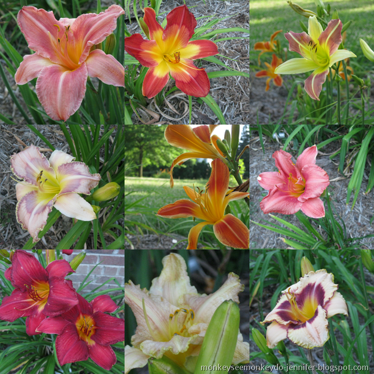 [daylilies%25201%255B22%255D.png]