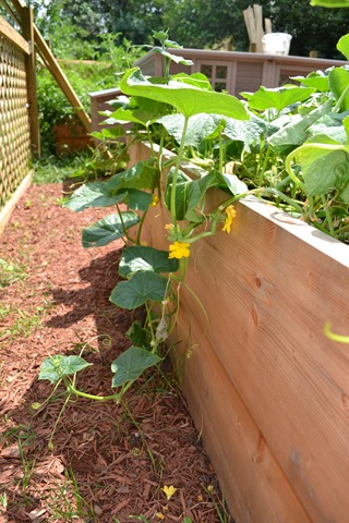 Vining Cucumbers in July