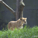 TarongaZoo