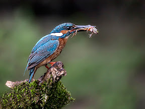 Kingfisher with Catch by Paul Ashton DPAGB BPE1 Kingfisher with Catch by Paul Ashton DPAGB BPE1