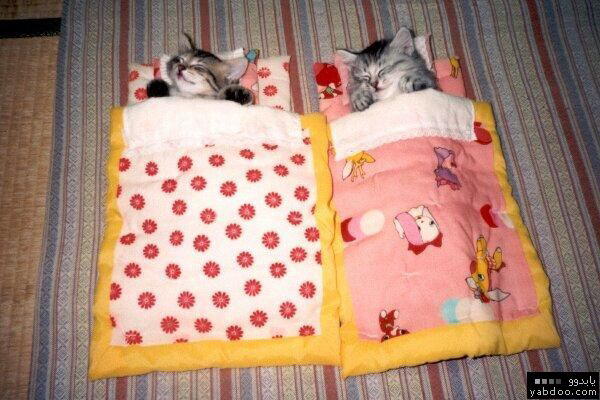 Two cats decided to marry..