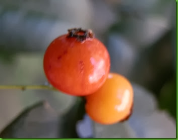 Myrcianthes gigantea (4) Myrcianthes gigantea (4)