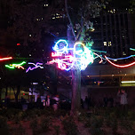 neon lights on tree in Toronto, Canada 