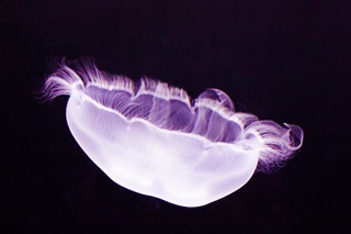 MoonJellies4 (1 of 1)