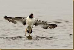 Juvenile American Oystercatcher