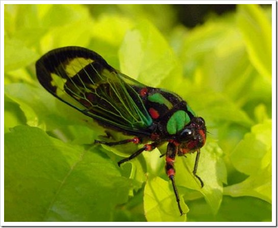 Cigarras