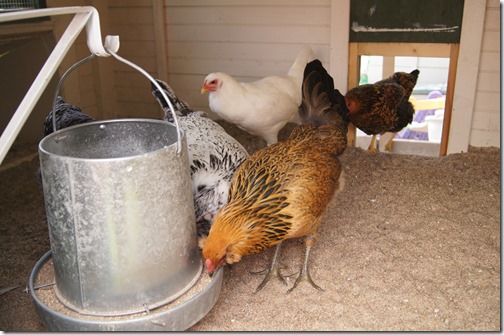 Backyard Chickens: Moving into the Chicken Coop Backyard Chickens: Moving into the Chicken Coop