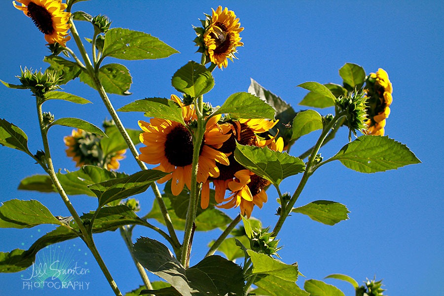 [sunflower-5531%255B4%255D.jpg]