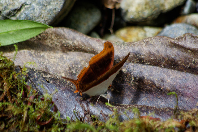 Marpesia zerynthia dentigera (FRUHSTORFER, 1907) [= coresia]. Rio Los Cedros, 1350 m. Montagnes de Toisan, Cordillère de La Plata (Imbabura, Équateur), 20 novembre 2013. Photo : J.-M. Gayman