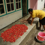 noch mehr Muskatnüsse
