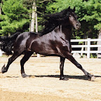Timber-canter 04scan.jpg