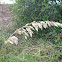 Sea Oats