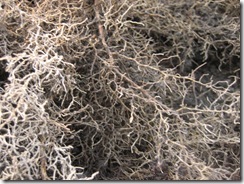 IMG_2604 IMG_2604