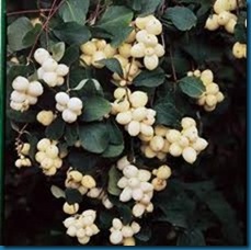 snowberries bush