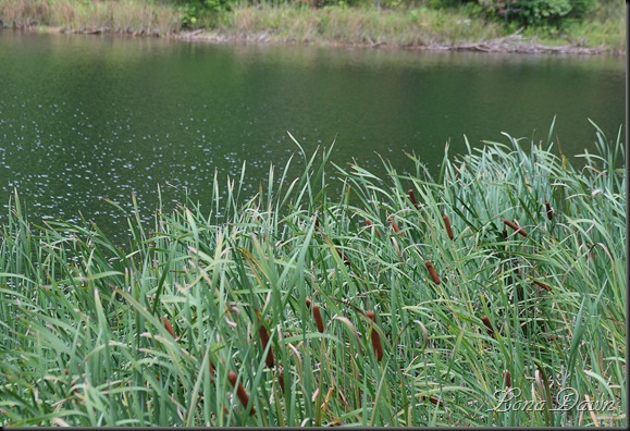 RL_Cattails