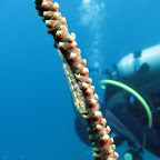 Goby (Pemuteran, North Bali)