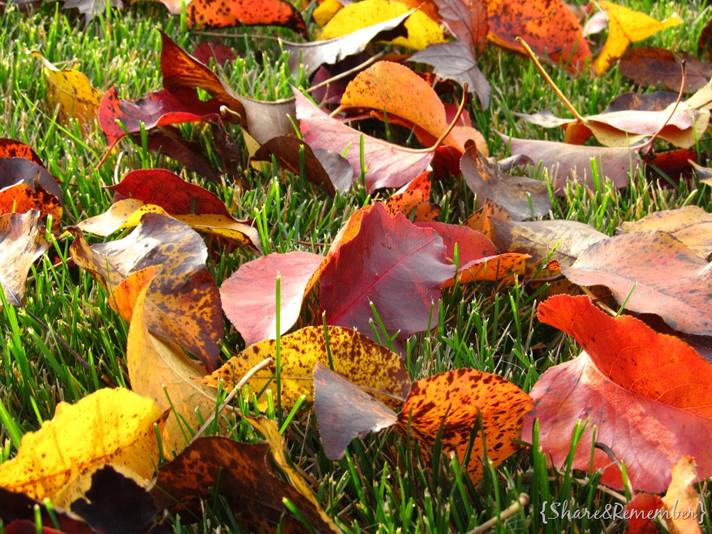 [amazing%2520leaves%255B3%255D.jpg]