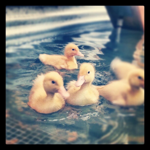 [duckies%2520at%2520the%2520fair%255B5%255D.jpg]