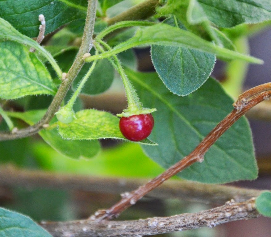 [Capsicum-rhomboideum3.jpg]