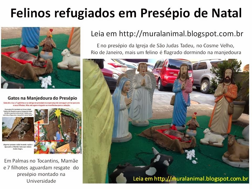 [Felinos%2520refugiados%2520em%2520Pres%25C3%25A9pio%2520de%2520Natal%255B3%255D.jpg]