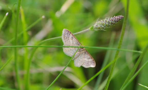 Geometridae : Sterrhinae : Idaea humiliata (HUFNAGEL, 1767). Les Hautes-Lisières (Rouvres, 28), 6 juillet 2012. Photo : J.-M. Gayman