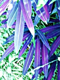 [leaf%2520veins%255B11%255D.jpg]