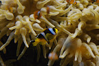 An anemone