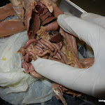 rat_dissected.JPG
