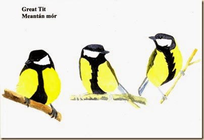 Great Tit553-001 Great Tit553-001