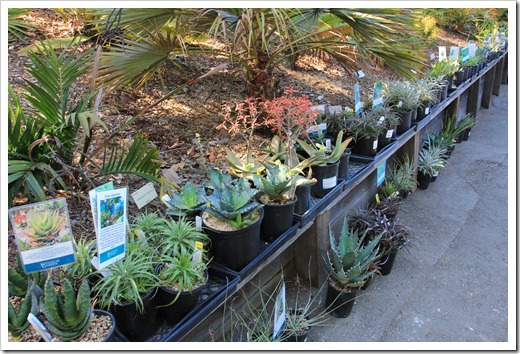 UC Botanical Garden 2013 spring plant sale