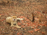 The first (and only) cheetah we saw in the wild. Lindsay from Ulusaba (the game lodge nearest our village) was visiting one day and told us about it being just on the other side of the fence and took us to see it, so we got really lucky! South Africa - 418.jpg