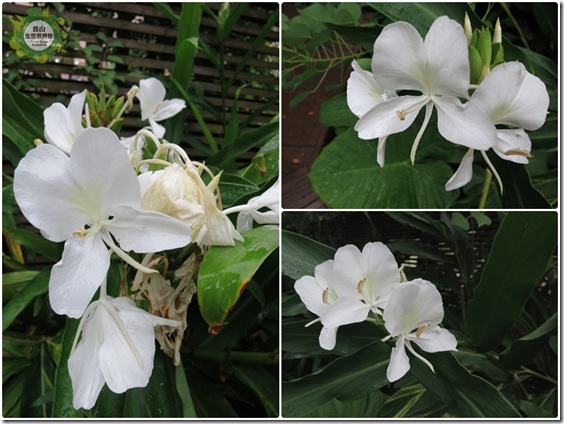 小白花的季節 小白花的季節