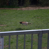 Cub Pack Holiday - Skreens Park 2012 - DSC_0140.jpg