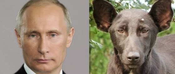 [Vladmir-Putin-dog-e1379686195518%255B4%255D.jpg]